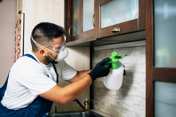 Best Wasp Removal Services  in Ormond By The Sea, FL