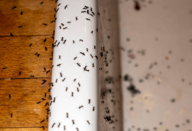 Best Termite Control Services  in Ormond By The Sea, FL