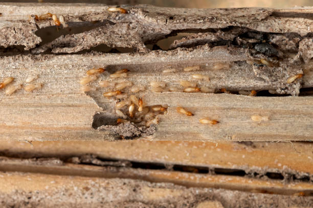 Best Local Pest Control Services  in Ormond By The Sea, FL